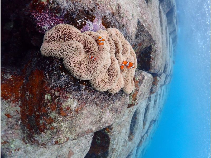 宮古島マリン ふらこぶ のギャラリー