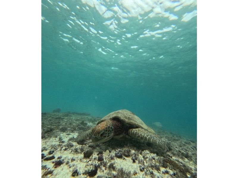 宮古島マリン SUGAR3 のギャラリー