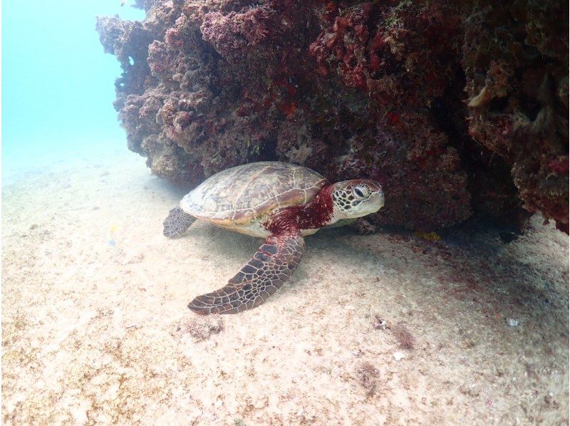 nico 宮古島 のギャラリー