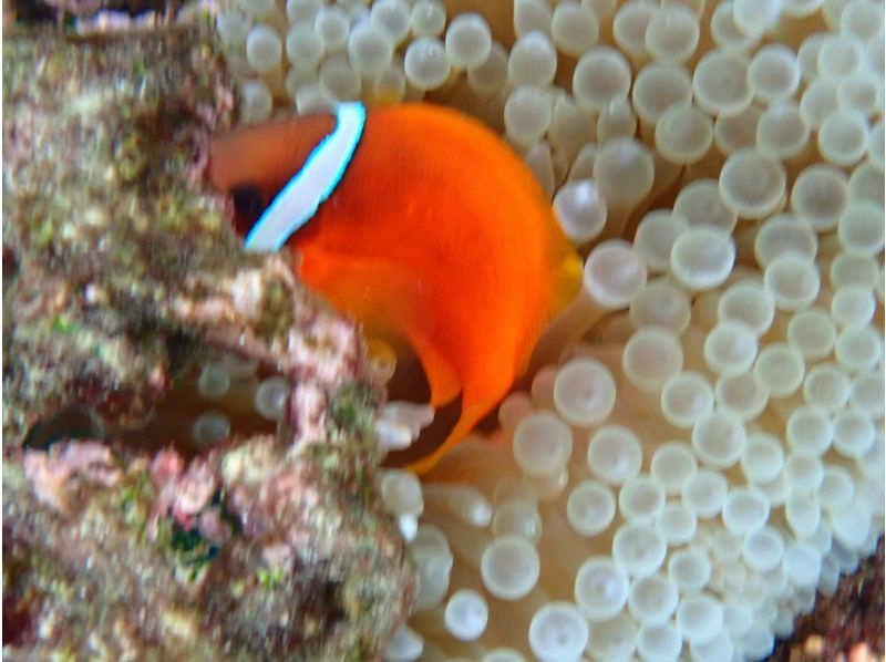 宮古ぱちツアーズ のギャラリー