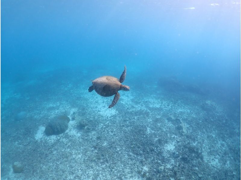 宮古島マリンショップSmiley のギャラリー