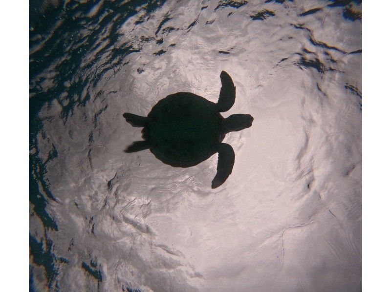 宮古島マリン SUGAR3 のギャラリー