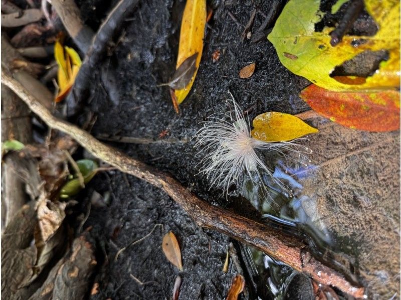 石垣島 海ツアー のギャラリー