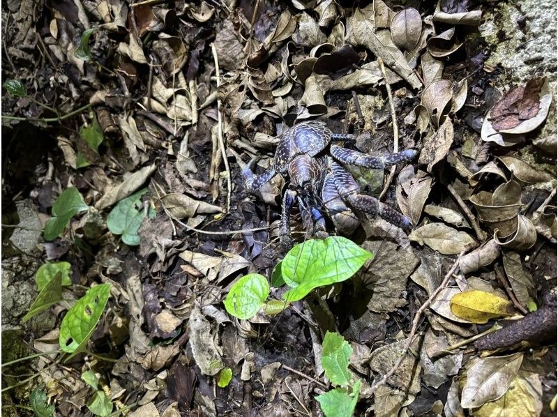 モンキーネイビー のギャラリー