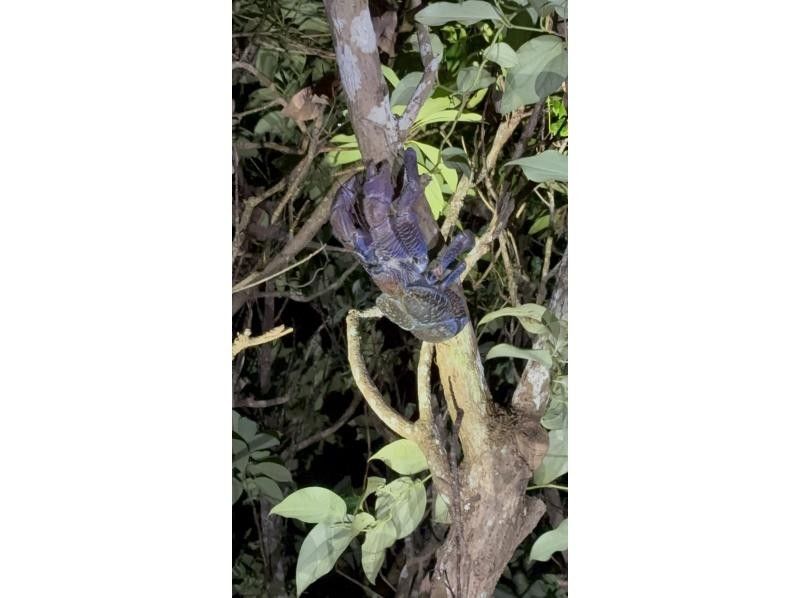 モンキーネイビー のギャラリー