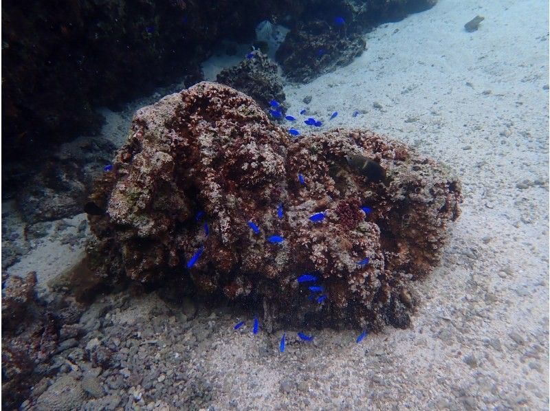 沖縄ダイビングショップ シーフリー(Sea Free) のギャラリー