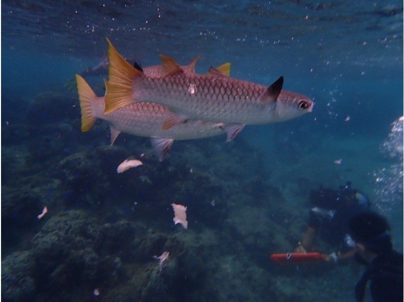 沖縄ダイビングショップ シーフリー(Sea Free) のギャラリー