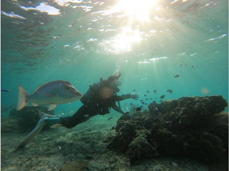 武藤潜水 のギャラリー
