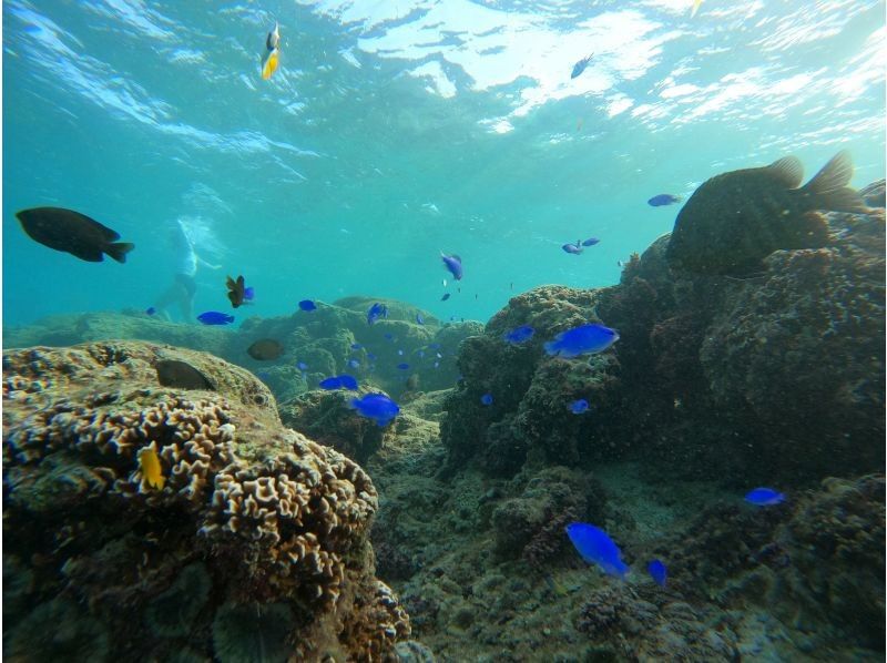 武藤潜水 のギャラリー