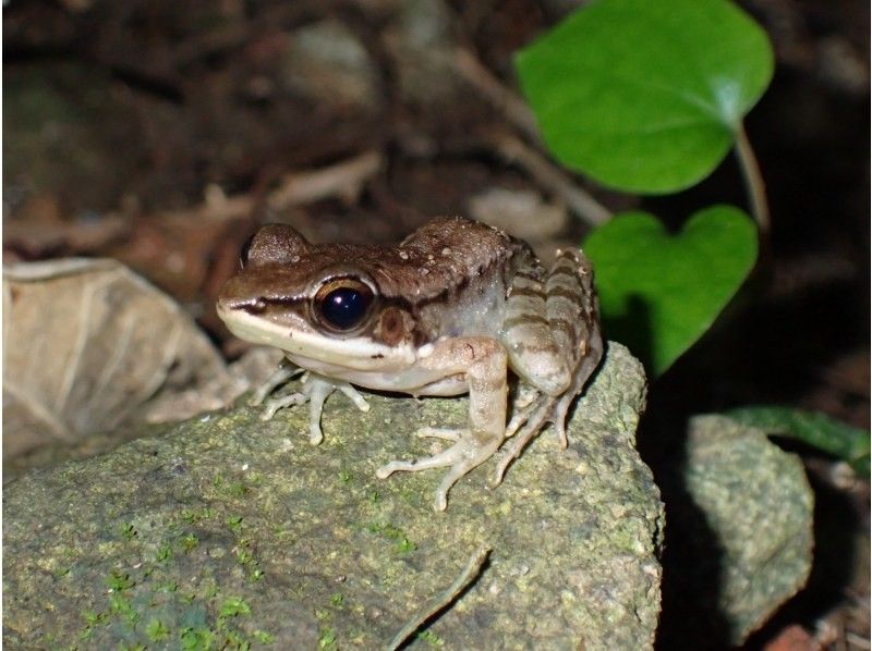 石垣島　ウミガメシュノーケル　マリンショップHAPPY のギャラリー