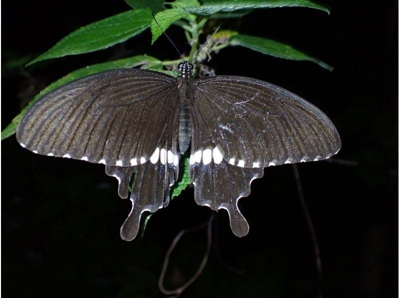 石垣島　ウミガメシュノーケル　マリンショップHAPPY のギャラリー