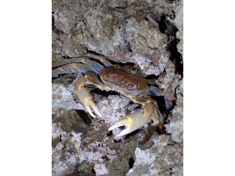 石垣島　ウミガメシュノーケル　マリンショップHAPPY のギャラリー