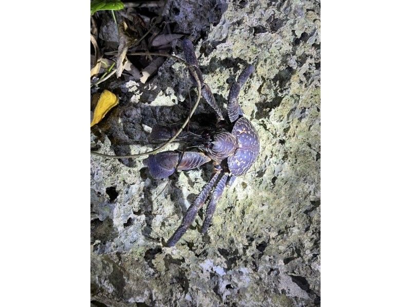 石垣島　ウミガメシュノーケル　マリンショップHAPPY のギャラリー