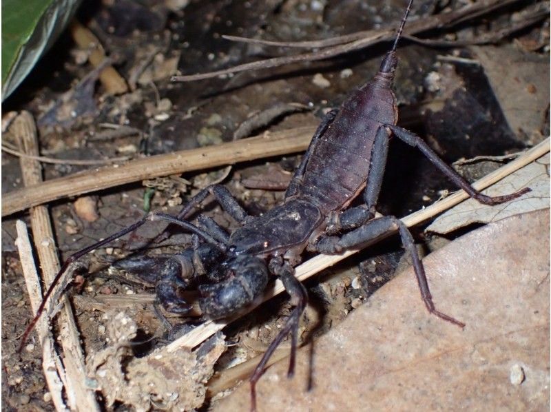 石垣島　ウミガメシュノーケル　マリンショップHAPPY のギャラリー