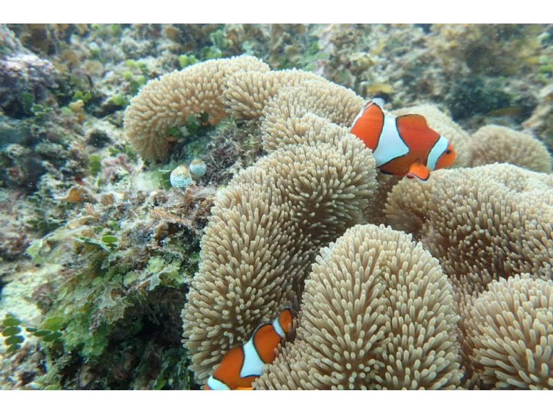 FLOWFISH(フローフィッシュ) のギャラリー