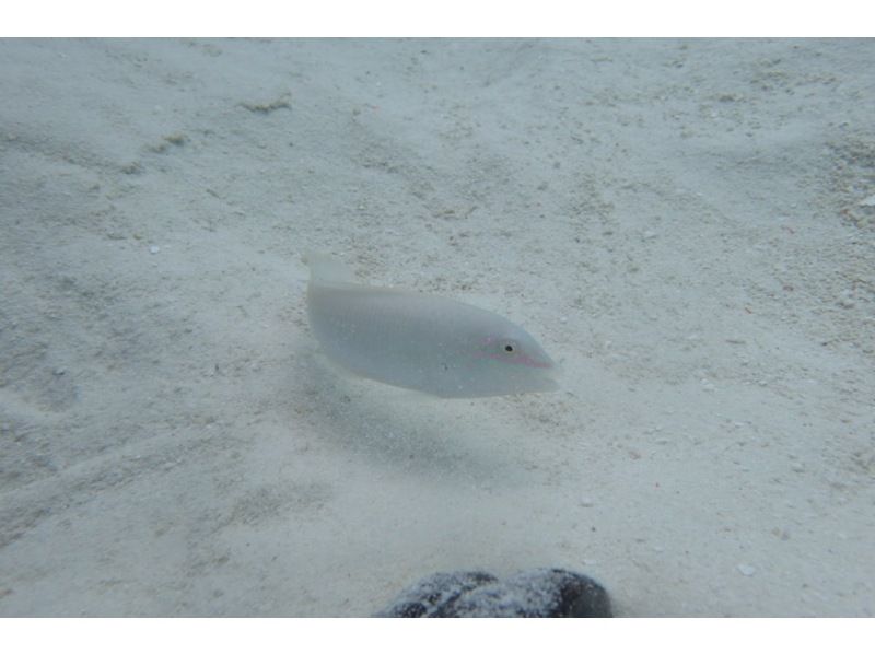 FLOWFISH(フローフィッシュ) のギャラリー