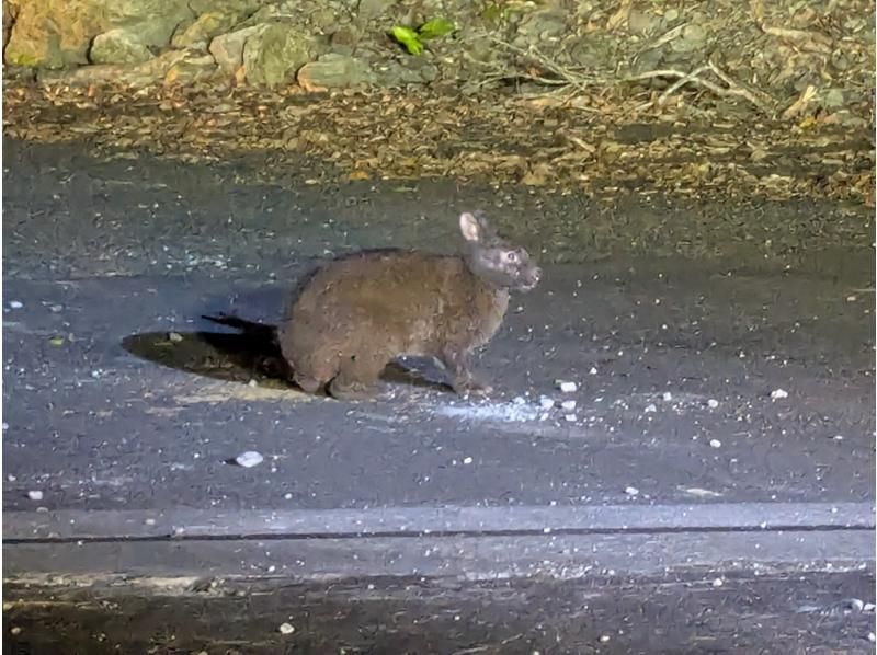 奄美愛ネット のギャラリー