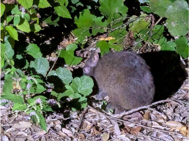 奄美愛ネット のギャラリー