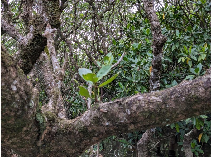 マングローブ茶屋 のギャラリー