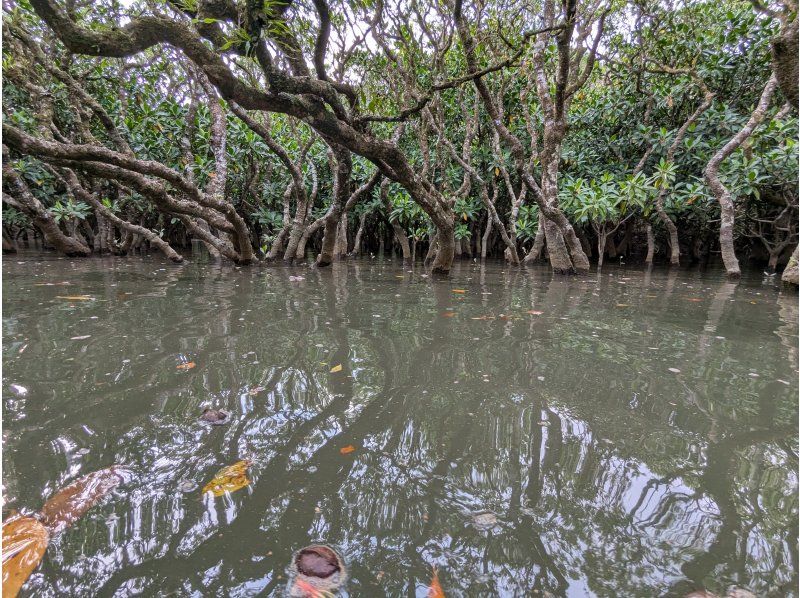 マングローブ茶屋 のギャラリー