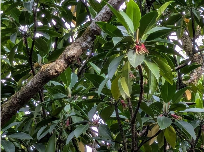 マングローブ茶屋 のギャラリー