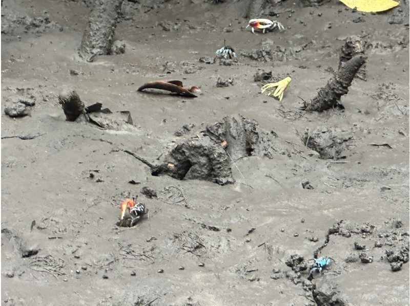 まるまりん のギャラリー