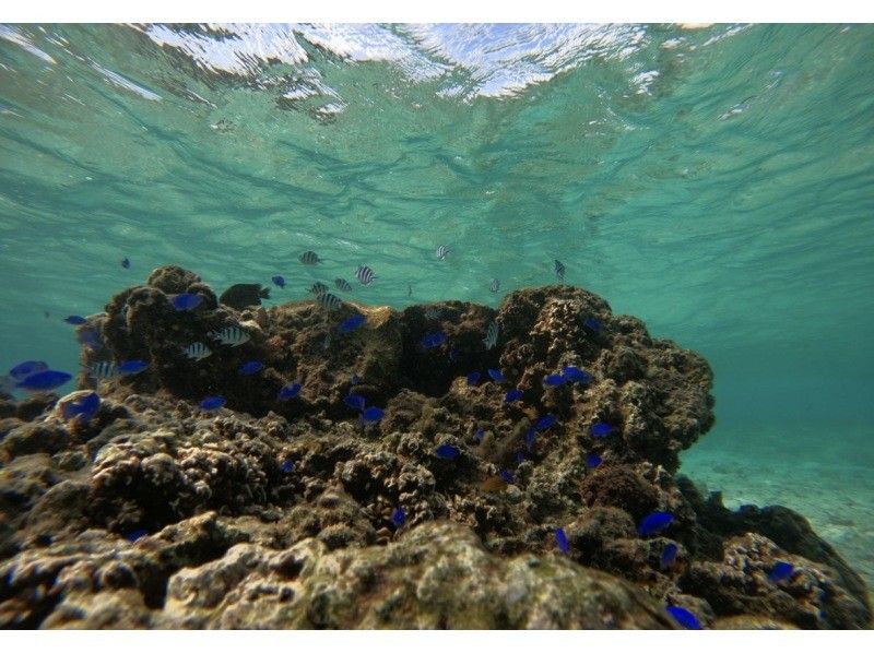 武藤潜水 のギャラリー