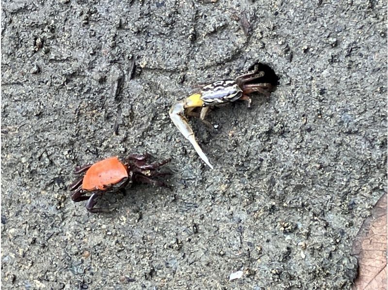 カヤックサービスfree suits石垣 のギャラリー