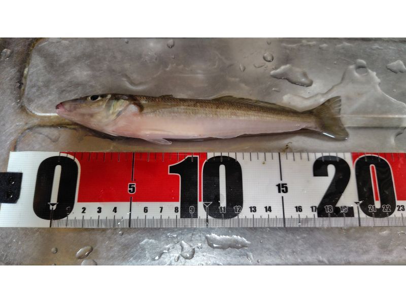 第２鴨下丸 のギャラリー