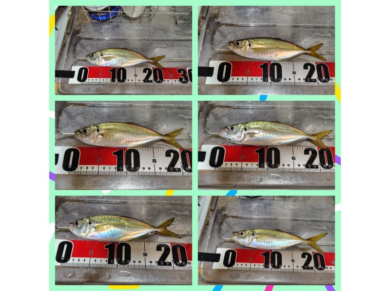 第２鴨下丸 のギャラリー