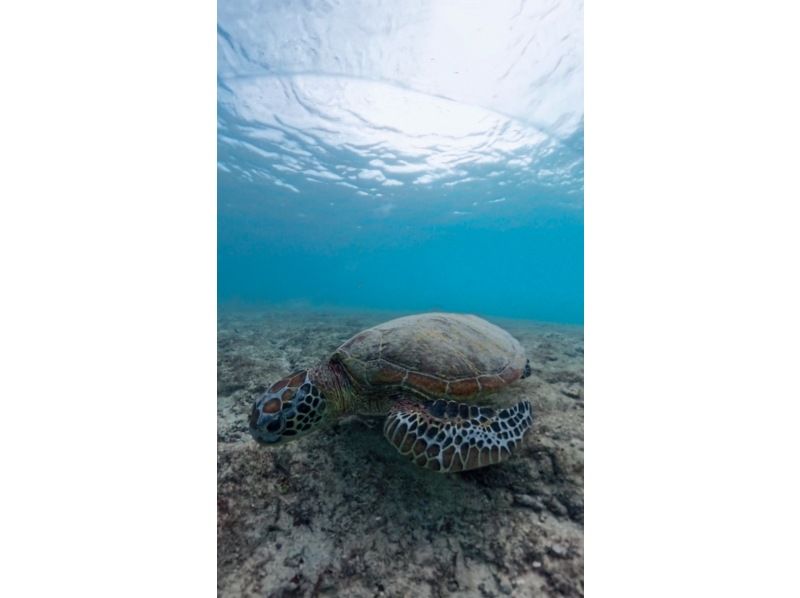 nico 宮古島 のギャラリー