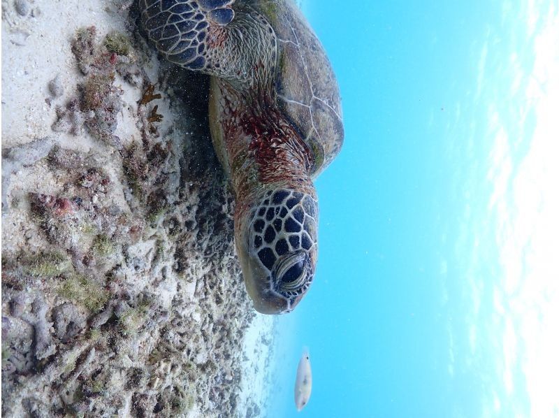初心者専門宮古島シュノーケリングツアー のギャラリー