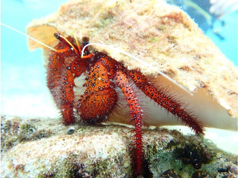 初心者専門宮古島シュノーケリングツアー のギャラリー