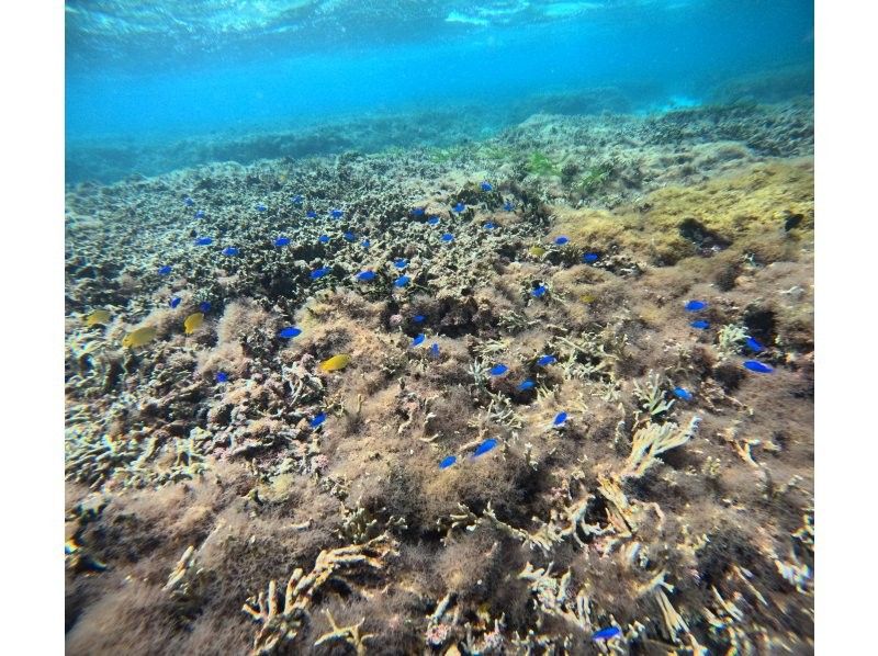 沖縄マリンクラブ結 のギャラリー