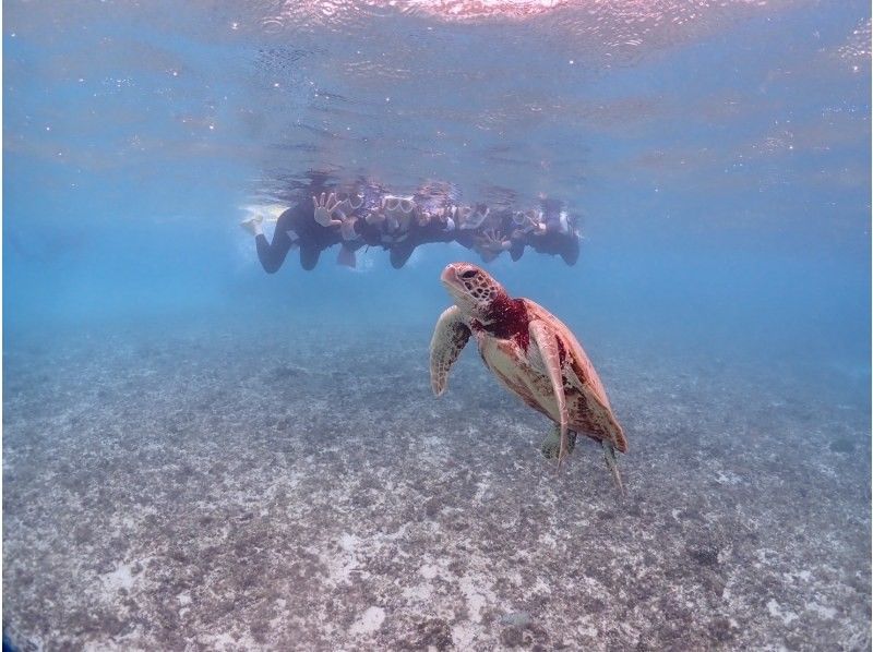 宮古島マリン ふらこぶ のギャラリー