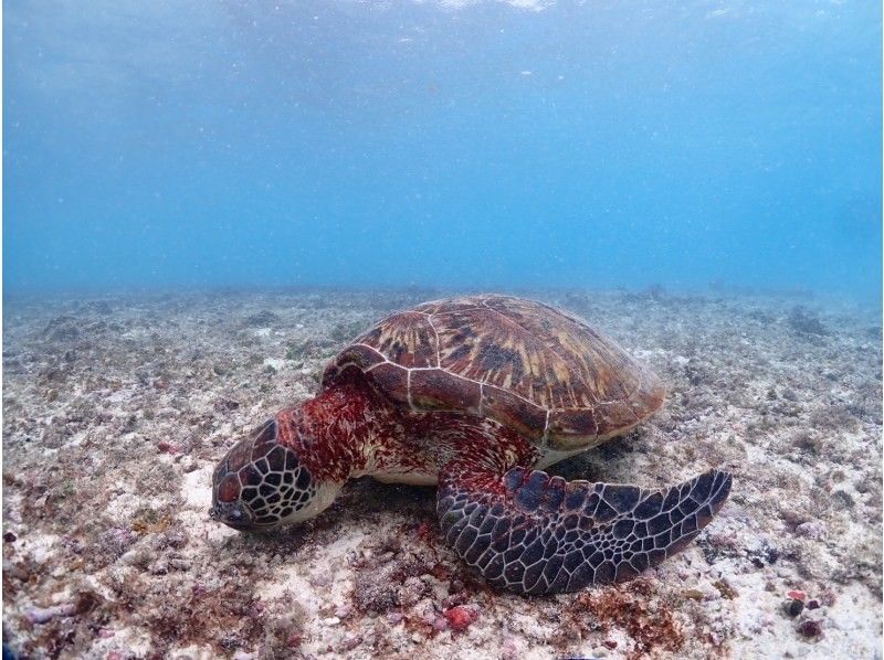 宮古島マリン ふらこぶ のギャラリー