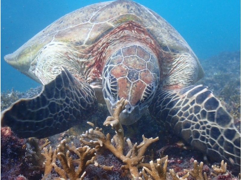 宮古blueまほろば のギャラリー