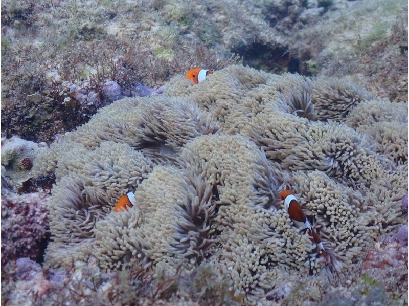 宮古blueまほろば のギャラリー