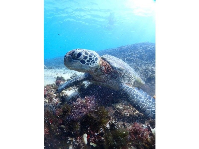 宮古blueまほろば のギャラリー