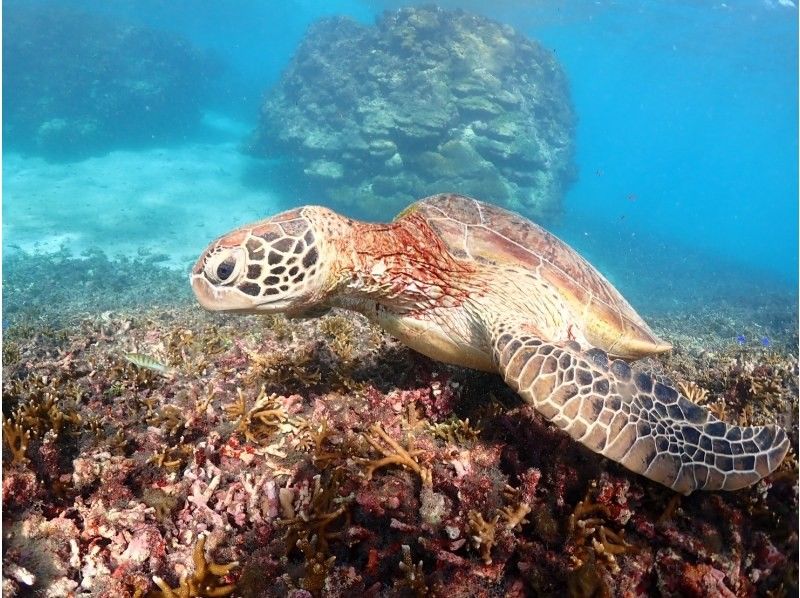 nico 宮古島 のギャラリー