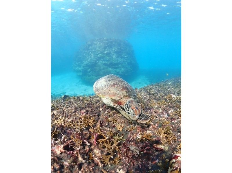 nico 宮古島 のギャラリー