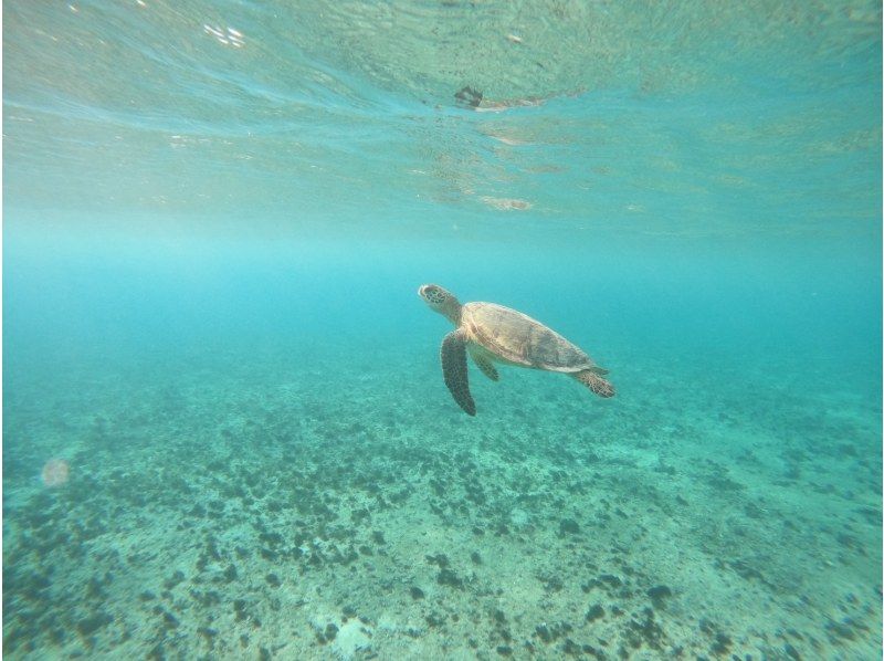 宮古島マリン SUGAR3 のギャラリー