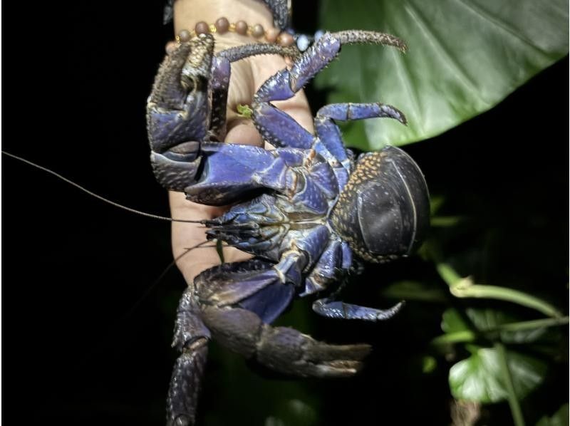 元気玉 のギャラリー