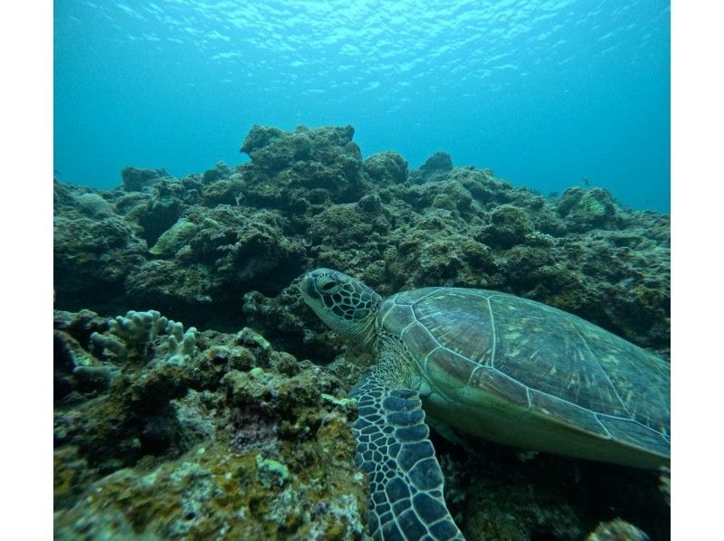 マーレ石垣島 のギャラリー