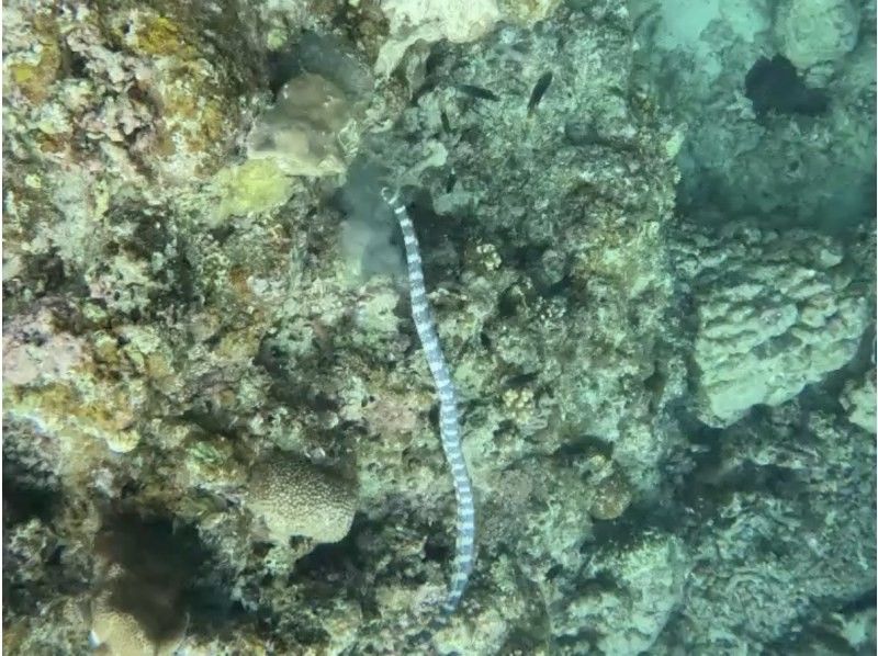 マーレ石垣島 のギャラリー