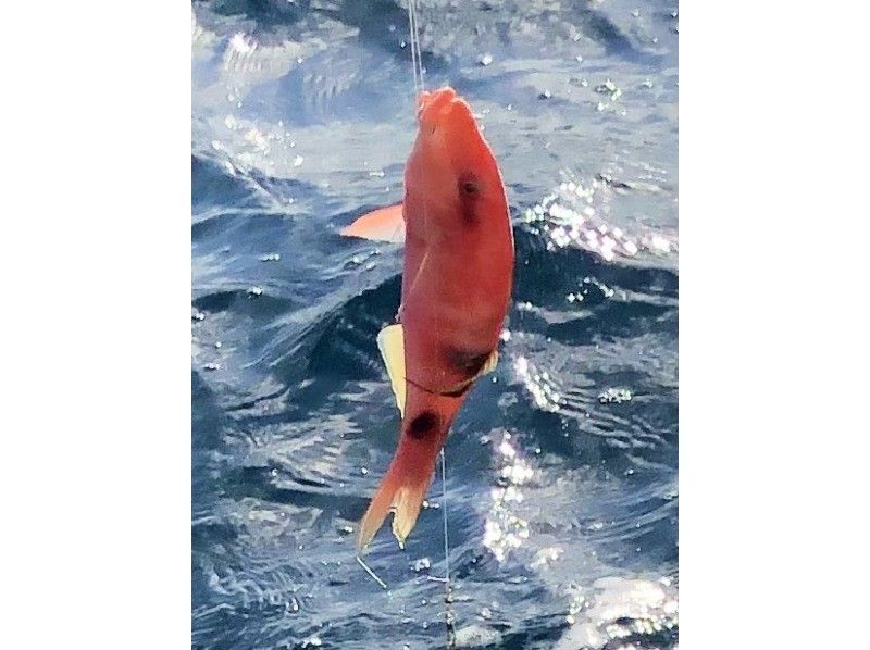 沖縄海うさぎ・海あしび のギャラリー