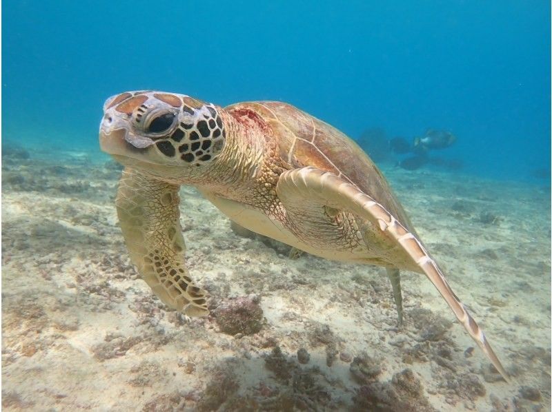 nico 宮古島 のギャラリー