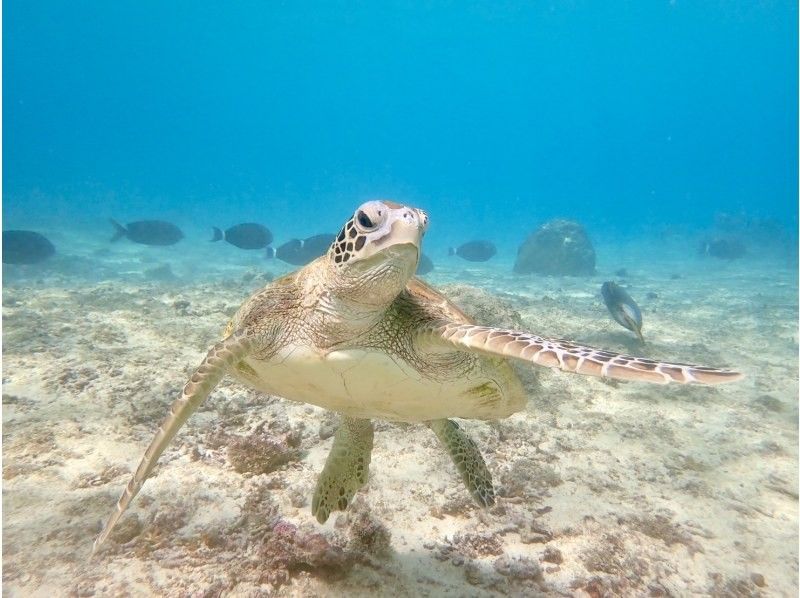 nico 宮古島 のギャラリー