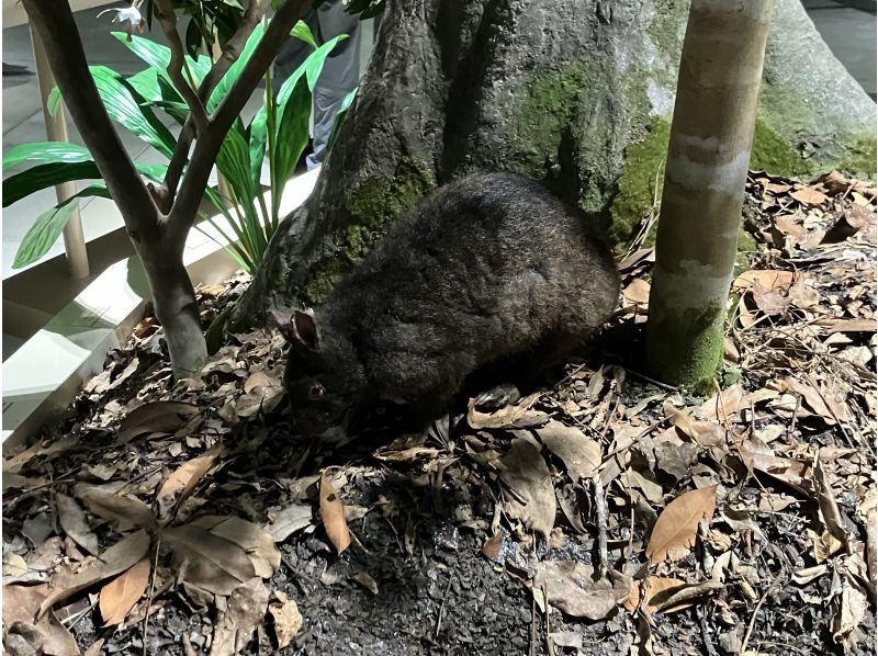 Oceania（オーシャニア） のギャラリー