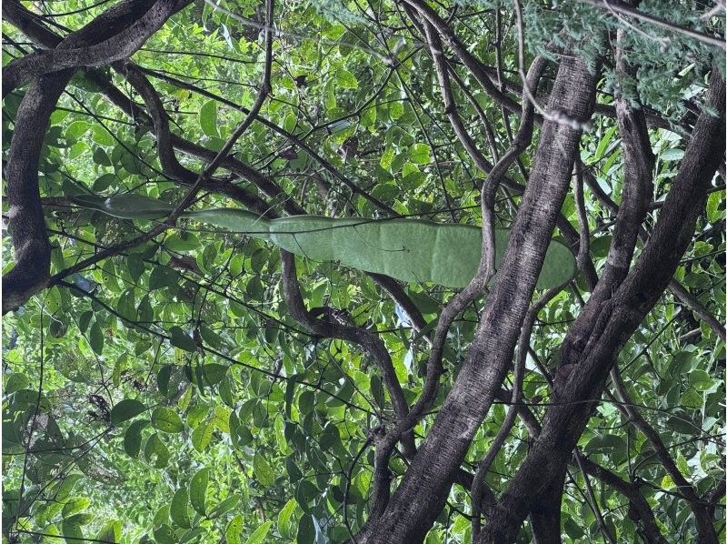 Oceania（オーシャニア） のギャラリー